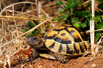 Eastern Hermann's tortoise // Griechische Landschildkröte (Testudo hermanni boettgeri) - Peloponnese, Greece