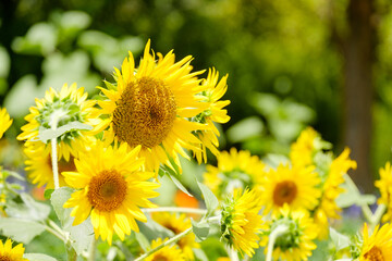 ひまわり畑　奈良県馬見丘陵公園