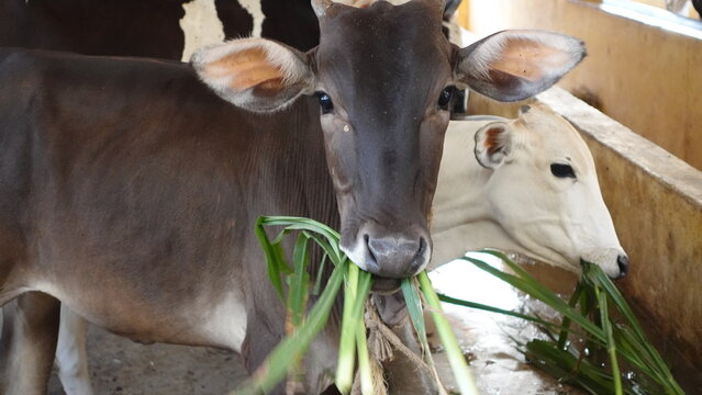 Bangalore, India 14th March 2022: Goshala, Gaushalas, or Goshalas are protective shelters for stray cows in India. Jeev Daya.Young Indian baby cow-calf. Gaumata. Cows are sacred in India.