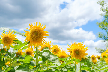 青空と白い雲とひまわり畑　奈良県馬見丘陵公園