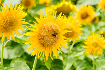 ひまわり畑と蜜蜂　