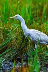 Cattle egrets are the water birds in the farm field 
