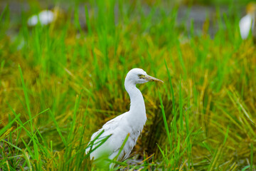 Cattle egrets are the water birds in the farm field 