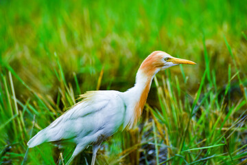 Cattle egrets are the water birds in the farm field 