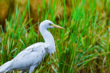 Fototapeta premium Cattle egrets are the water birds in the farm field 