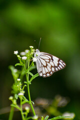 Butterfly closeup background blurred nature photography