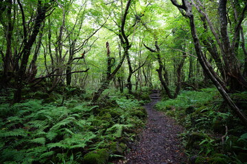 pathway through dense summer forest