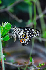 Butterfly closeup background blurred nature photography