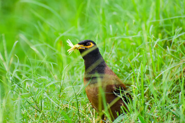 Common Myna eating insects and fly's closeup  