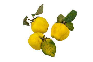 quince with leaves isolated on a white background