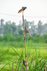 Striated babbler Bird in India