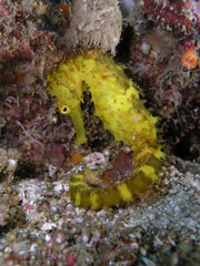 Yellow Seahorse
