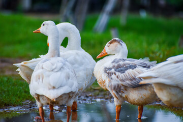 White Chinese Goose also known as Swan Goose (Anser cygnoides) strolling through green grass by the lake