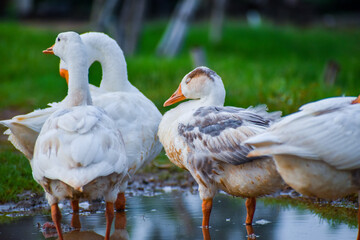 White Chinese Goose also known as Swan Goose (Anser cygnoides) strolling through green grass by the lake