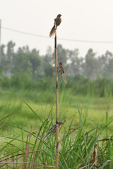 Striated babbler Bird in India
