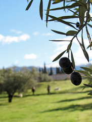Olives hanging on a branch in a park full of olive trees in Granada.      