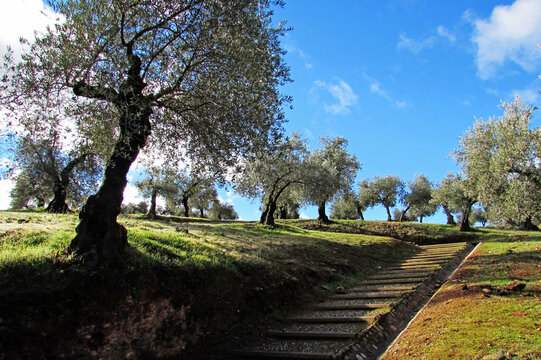 Outdoor stone stairway to an olive trees field during a sunny morning in Granada, Spain.  