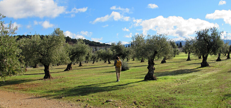 Woman walking among olive trees in the old centre of Granada.