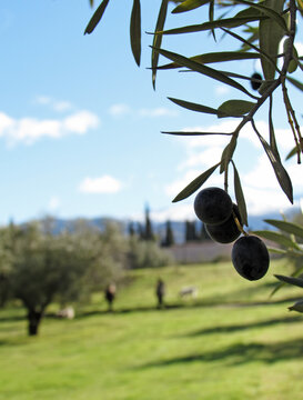Olives hanging on a branch in a park full of olive trees in Granada.      