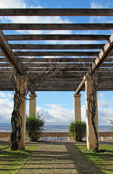 Pillars covered by branches at the lookout of Alixares, in Granada, Spain.