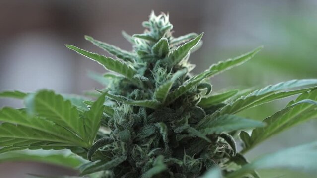 Shallow focus shot of organic marijuana buds that can be used for different purposes