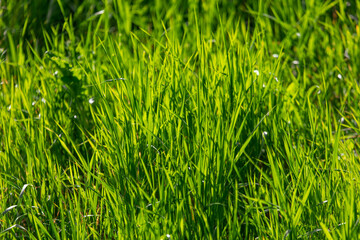 Lush green grass in nature