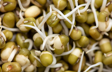 Sprouted mung beans as background.