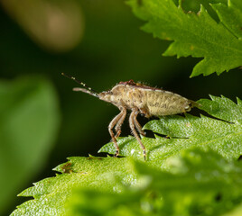 Bed bug on a green leaf in nature.