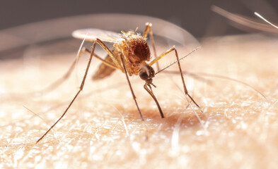 A mosquito drinks blood on human skin.