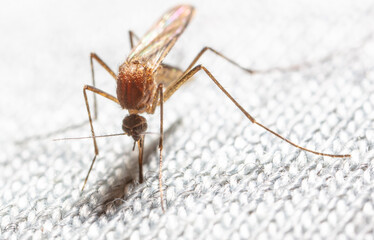A mosquito drinks blood through a gray cloth.