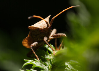 Bed bug on a green leaf in nature.