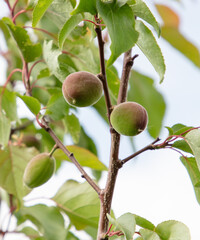 Green apricot fruits on a tree