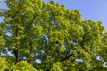Green leaves on the trees in the park. Nature