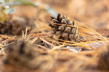Spruce cone on the ground in the forest in autumn.
