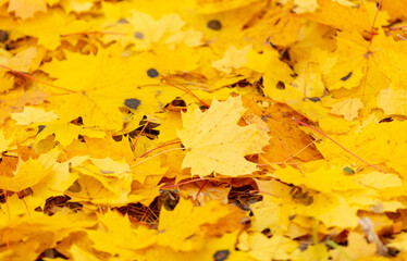 Yellow autumn leaves lie on the ground in autumn.