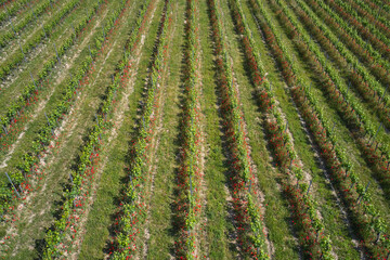 Italian vineyards aerial view. Italian viticulture. Vineyard plantation top view. Rows of vineyards with red flowers, top view, in Italy.