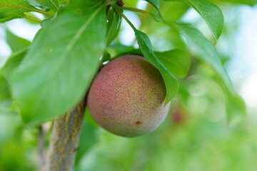 Pluot flavor king, The ripening and picking season of fruit trees in orchards. Red pulp and juice are very attractive