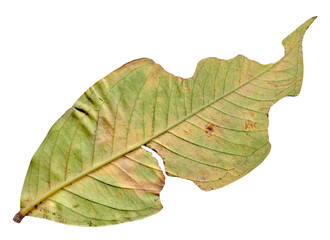 old dry leaves leaf on white background.Top view. Clipping path
