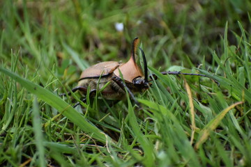 walking beetle 