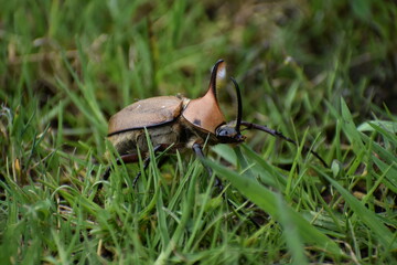 walking beetle 