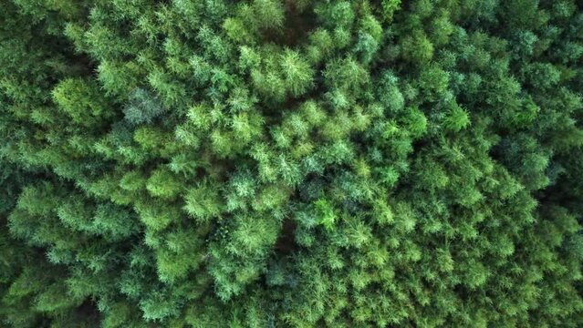 Drone view of treetops in Tollymore forest, County Down, Ireland