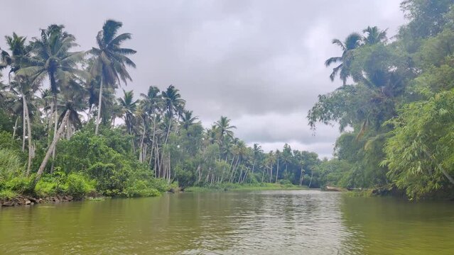 Natural view of the Kerala river and mangroves in India