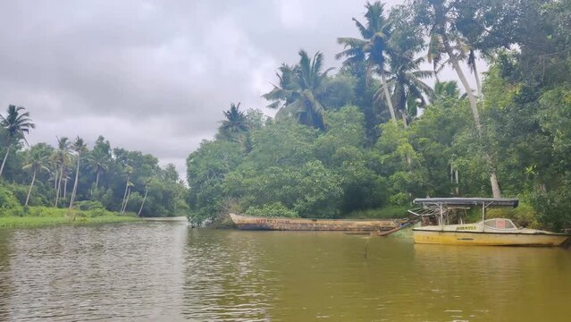 Natural view of the Kerala river and mangroves in India