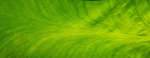 A close up of the textures of a bright green leaf/fern, background image or texture, veins