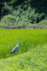 田んぼで獲物を探すアオサギ