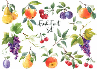 Beautiful set with watercolor hand drawn pear apple cherry grape plum fruits and berries. Stock clip art illustration.
