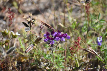 dragonfly on a flower