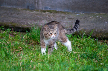 portrait of a gray street cat