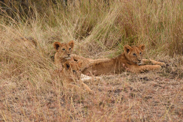 Vida salvaje en Masai Mara