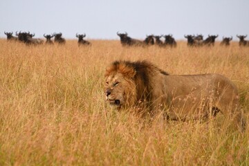 Vida salvaje en Masai Mara